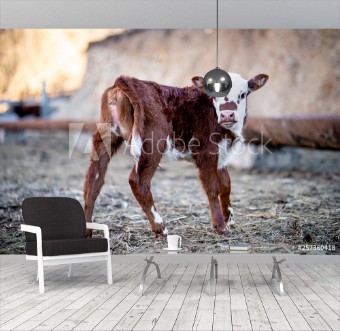 Picture of Calf on the farm 